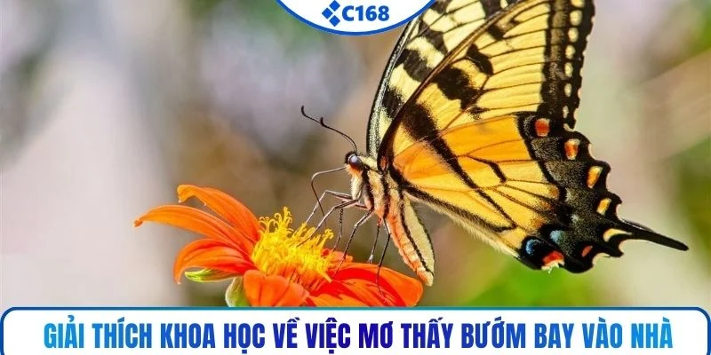 Giải thích khoa học về việc mơ thấy bướm bay vào nhà